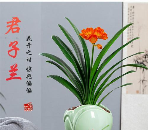 君子兰晴天花卉的养护技巧有哪些？如何在晴天照顾君子兰？