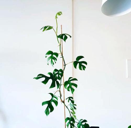 室内高大观赏植物推荐及养护要点是什么？
