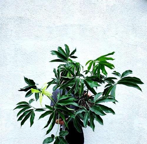室内高大观赏植物推荐及养护要点是什么？