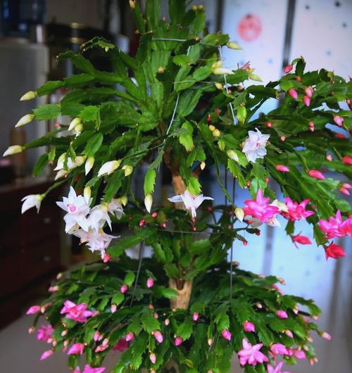 室内高大观赏植物推荐及养护要点是什么？