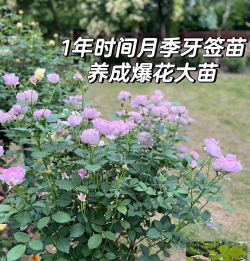 2加仑月季的悬挂方法是什么？