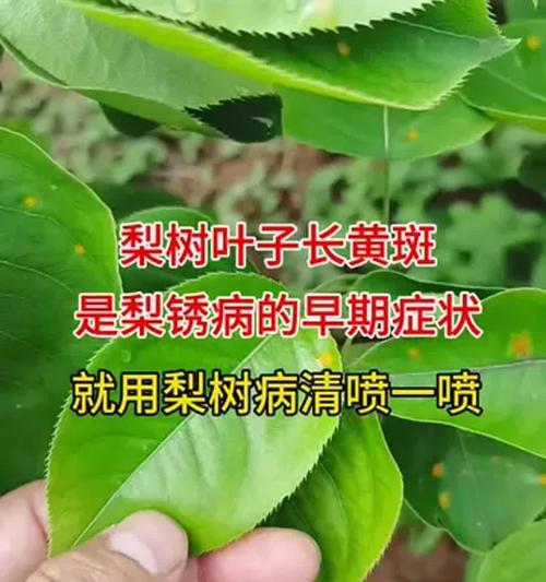 梅梨树叶子发黄的原因是什么？如何进行有效治疗？
