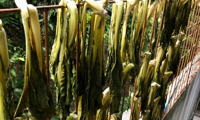 梅菜青菜叶子发黄的解决方法是什么？