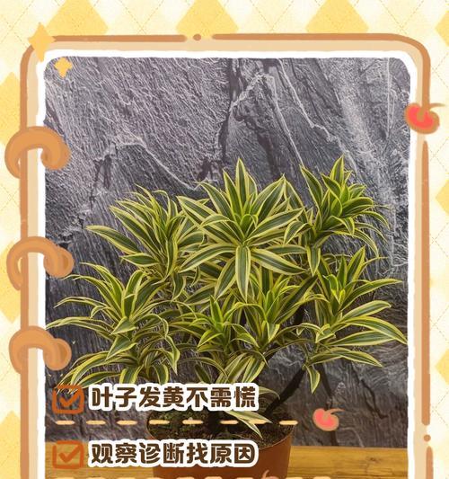 梅菜青菜叶子发黄的解决方法是什么？