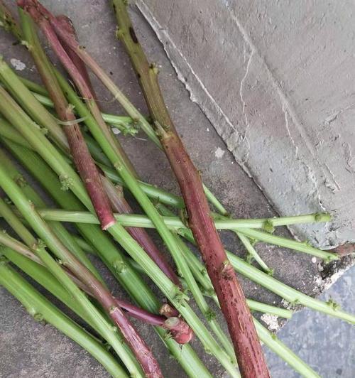 梅菜青菜叶子发黄的解决方法是什么？