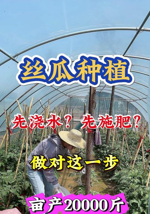 丝瓜苗初期如何正确浇水？