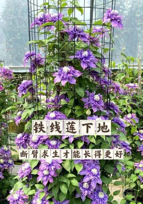 铁线莲根部种植的正确方法是什么？