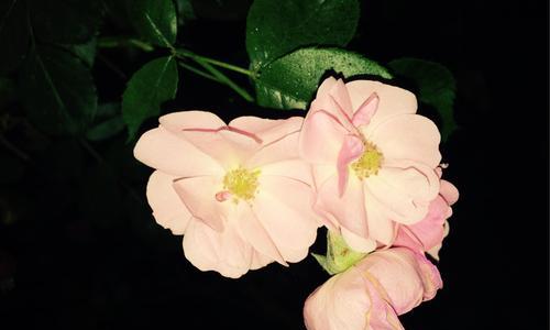 红蔷薇叶子发黄的原因是什么？如何处理？