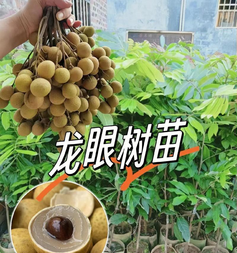 枇杷和龙眼栽培技术要点是什么？如何正确栽培？