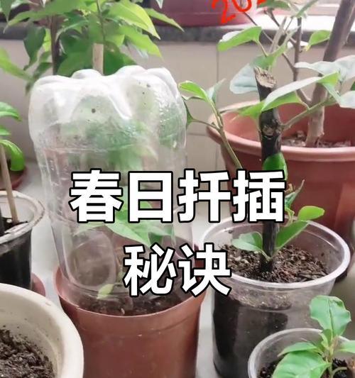 三角梅发芽后如何正确处理？