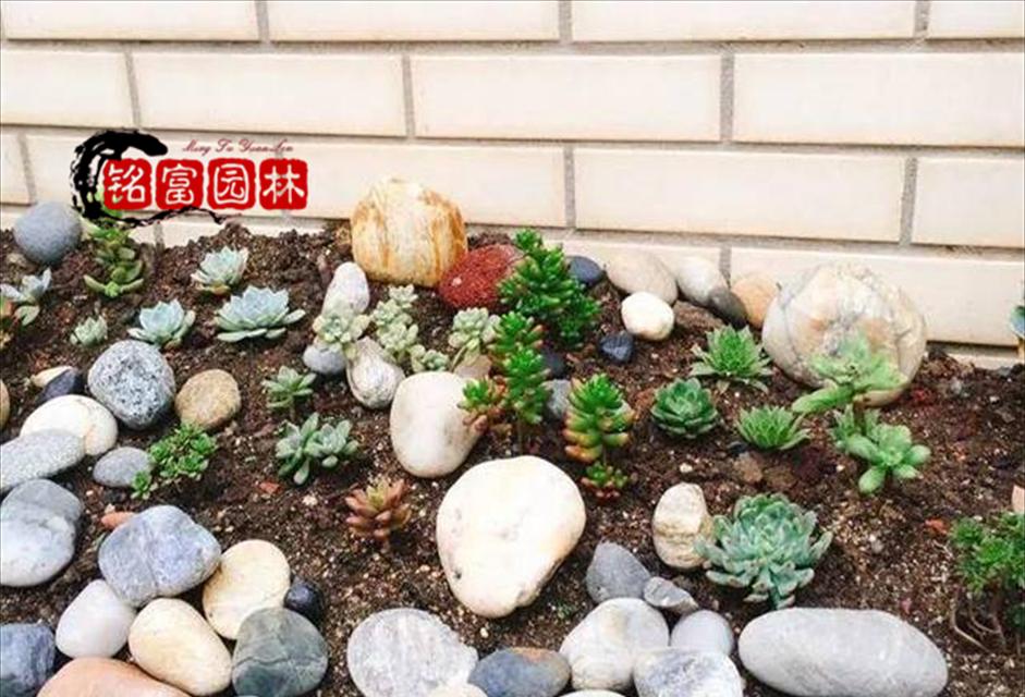盆景底部碎石的处理技巧是什么？