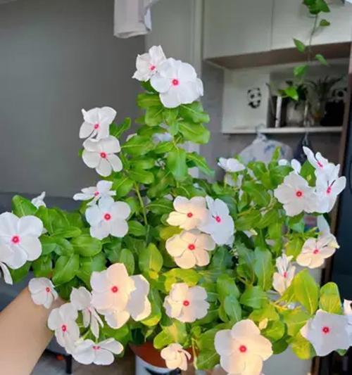 阳台适合养哪些花？花卉推荐有哪些？