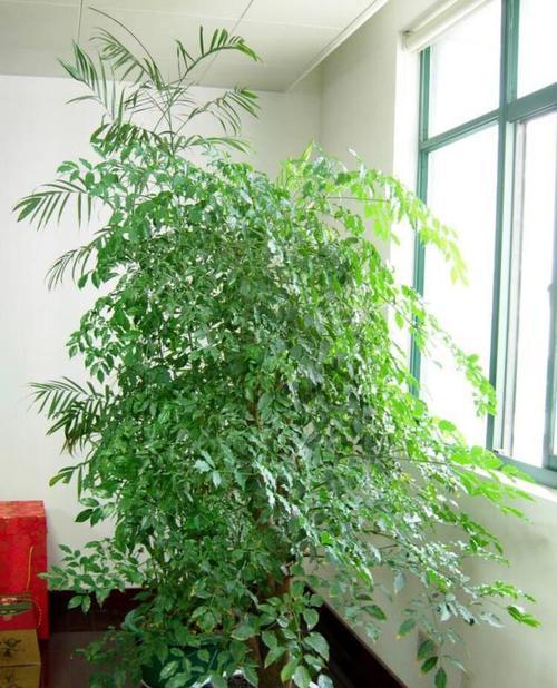 阳台适合养哪些花？花卉推荐有哪些？