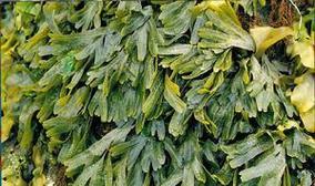 团藻是原生植物嘛为什么？团藻的特性是什么？