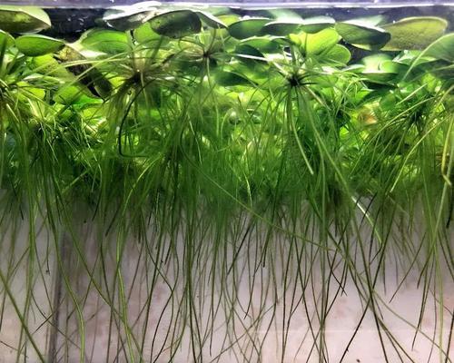 团藻是原生植物嘛为什么？团藻的特性是什么？