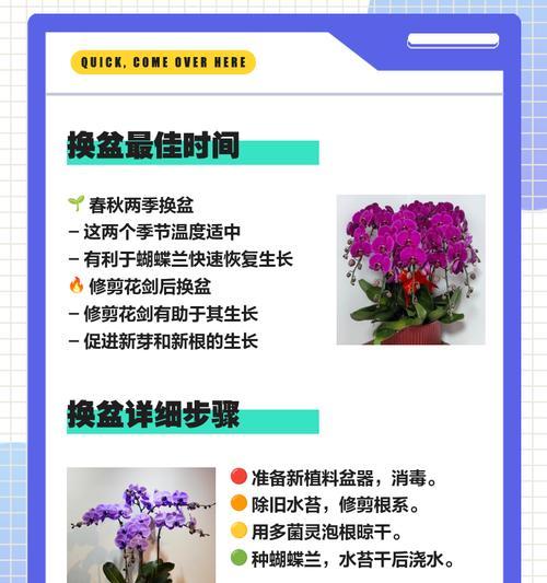 大君子兰瓣蝴蝶的养殖方法有哪些？
