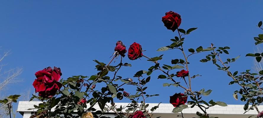 月季冬花的养护方法是什么？
