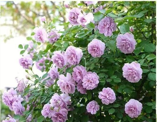 月季冬花的养护方法是什么？