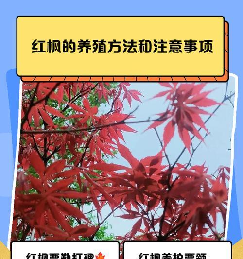 红枫叶子发黄怎么办？有哪些方法可以拯救红枫的叶子？
