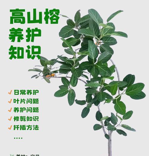 大榕树叶子发黄怎么养才能更旺盛？如何处理？