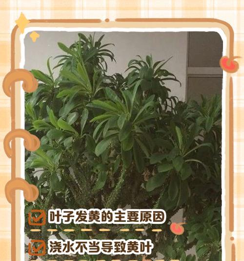 大榕树叶子发黄怎么养才能更旺盛？如何处理？
