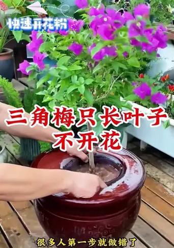三角梅长叶子养护方法是什么？如何促进三角梅生长？