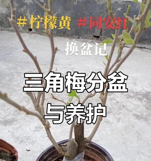 三角梅长叶子养护方法是什么？如何促进三角梅生长？