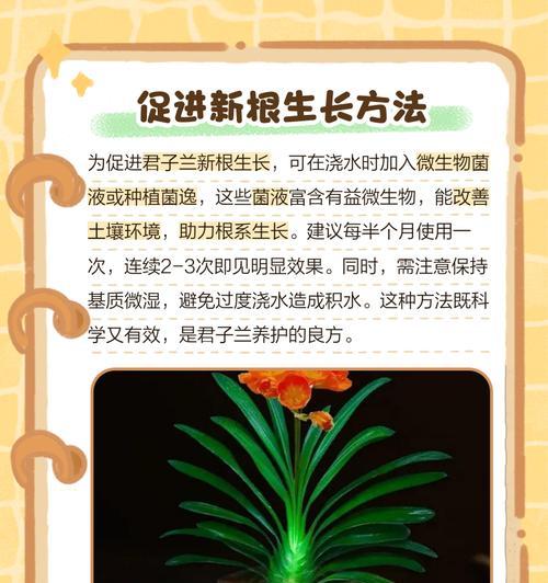 君子兰烂根后如何进行有效杀菌？