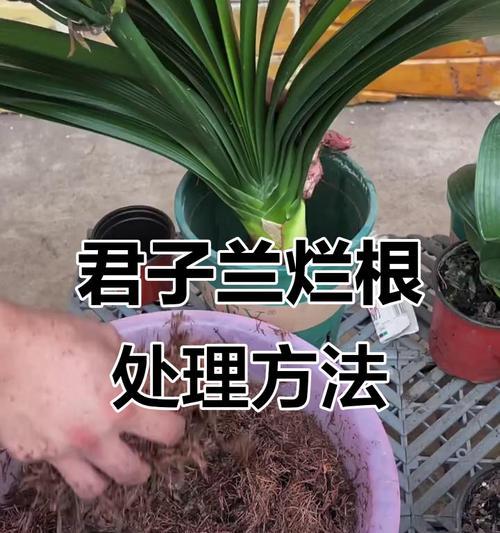 君子兰烂根后如何进行有效杀菌？