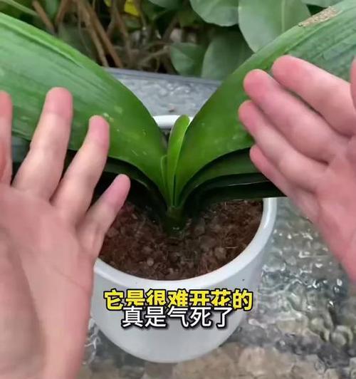 君子兰烂根后如何进行有效杀菌？
