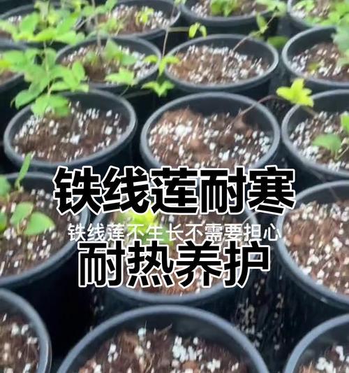 矮生铁线莲长藤修剪方法是什么？
