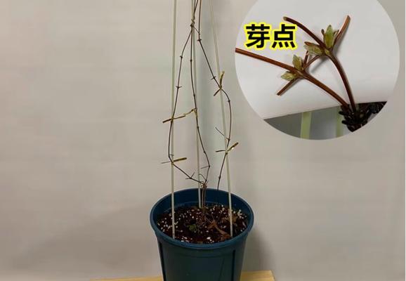 矮生铁线莲长藤修剪方法是什么？