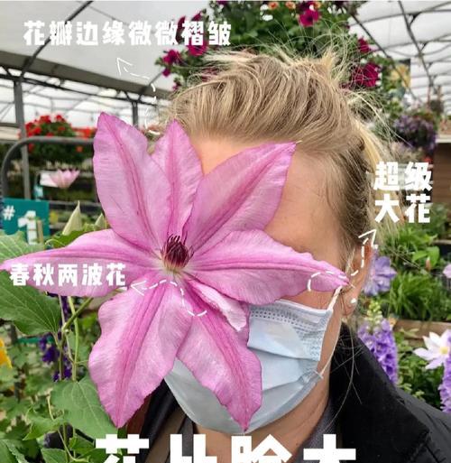 阿比林铁线莲的种植方法是什么？