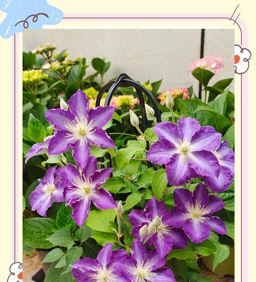 阿比林铁线莲的种植方法是什么？