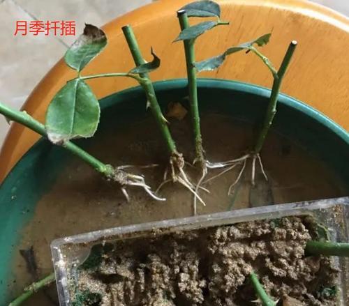 沙土中如何正确培养月季？