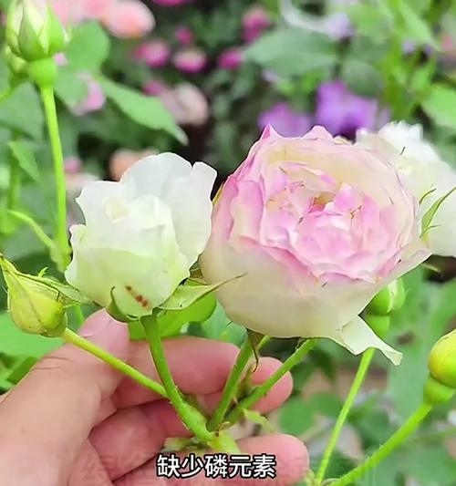 沙土中如何正确培养月季？