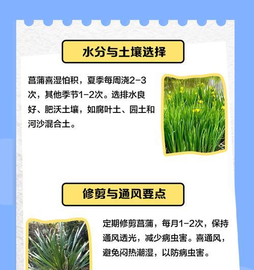 水菖蒲叶子发黄如何处理？