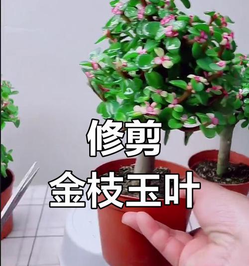 自制金枝玉叶肥料的方法是什么？金枝玉叶肥料的自制步骤？