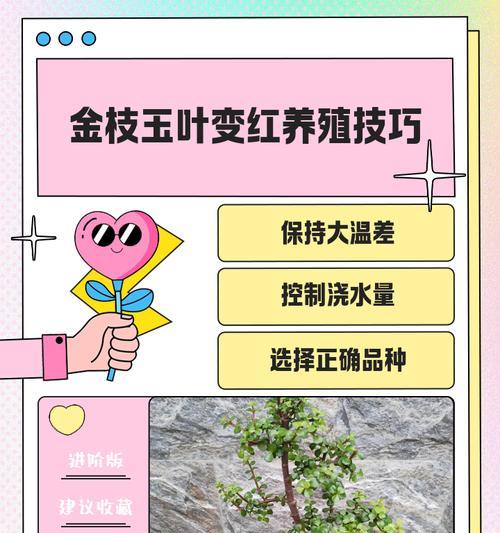 自制金枝玉叶肥料的方法是什么？金枝玉叶肥料的自制步骤？