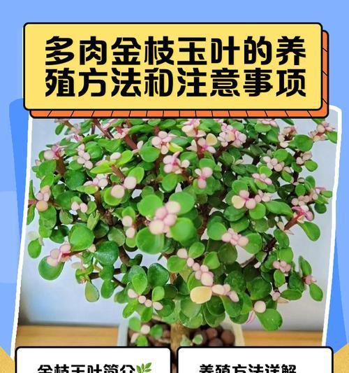 自制金枝玉叶肥料的方法是什么？金枝玉叶肥料的自制步骤？