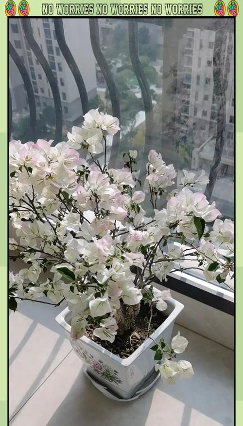 三角梅养成藤条怎么养？养护技巧有哪些？