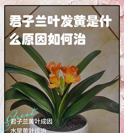 君子兰花期短的原因是什么？如何延长君子兰花期？