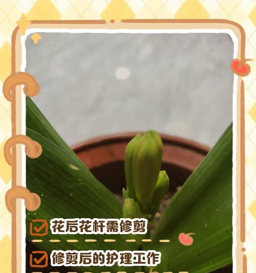 君子兰花期短的原因是什么？如何延长君子兰花期？