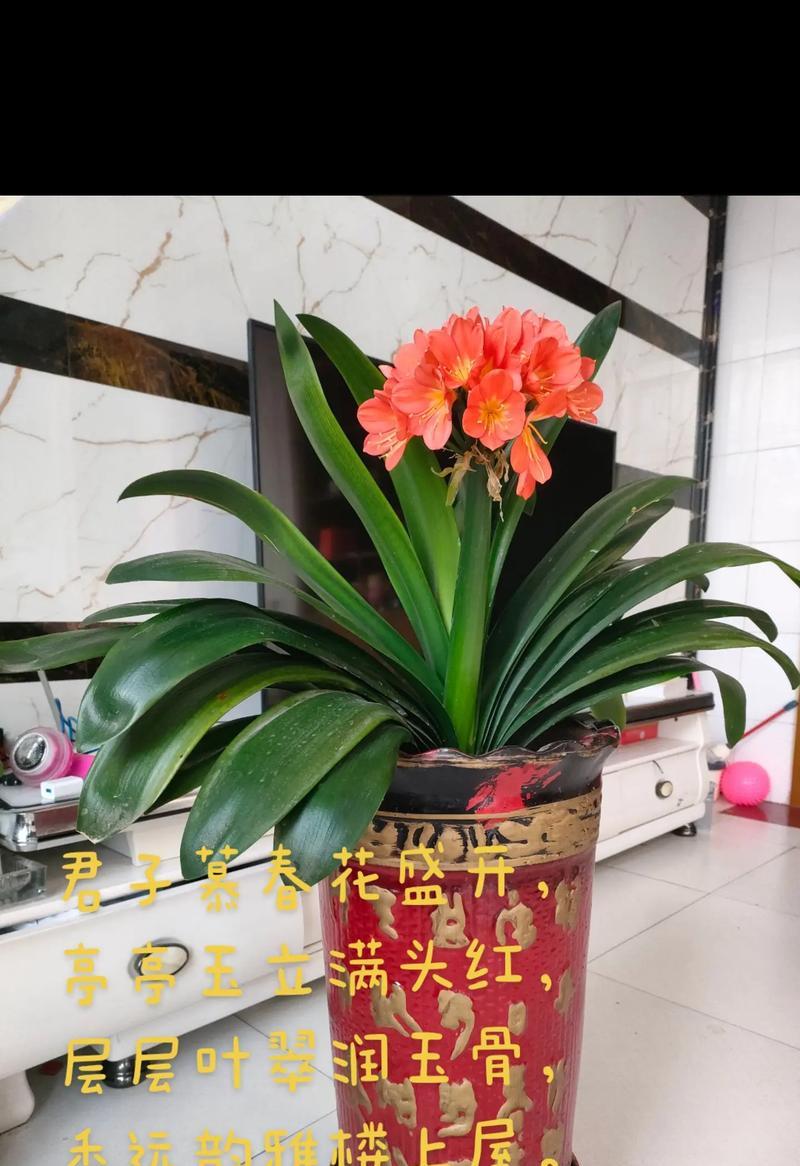 君子兰的寓意是什么？君子兰象征着哪些美好品质？