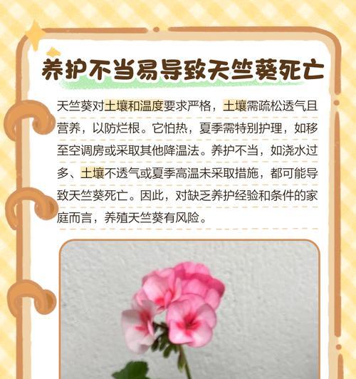 老人养花天竺葵怎么养？有哪些适合老年人的养护方法？