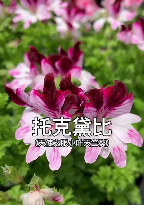 老人养花天竺葵怎么养？有哪些适合老年人的养护方法？