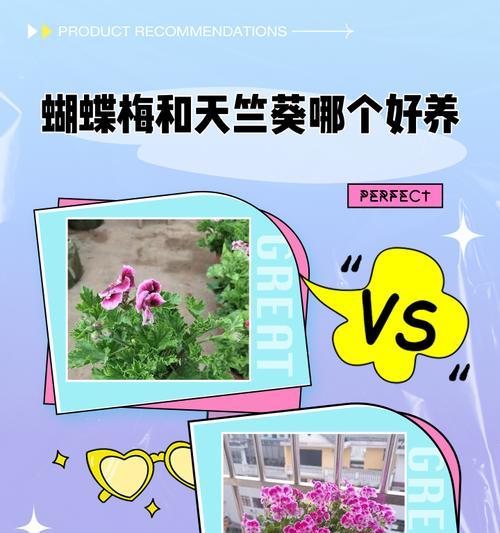 老人养花天竺葵怎么养？有哪些适合老年人的养护方法？