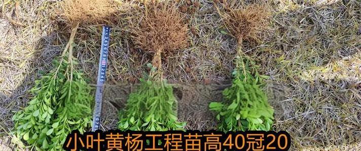 中秋时节植物施肥的技巧有哪些？如何正确施肥？