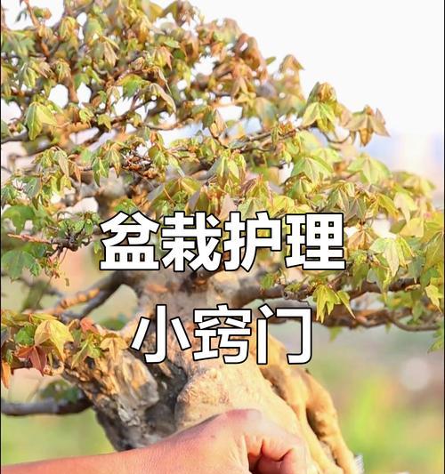 中秋时节植物施肥的技巧有哪些？如何正确施肥？