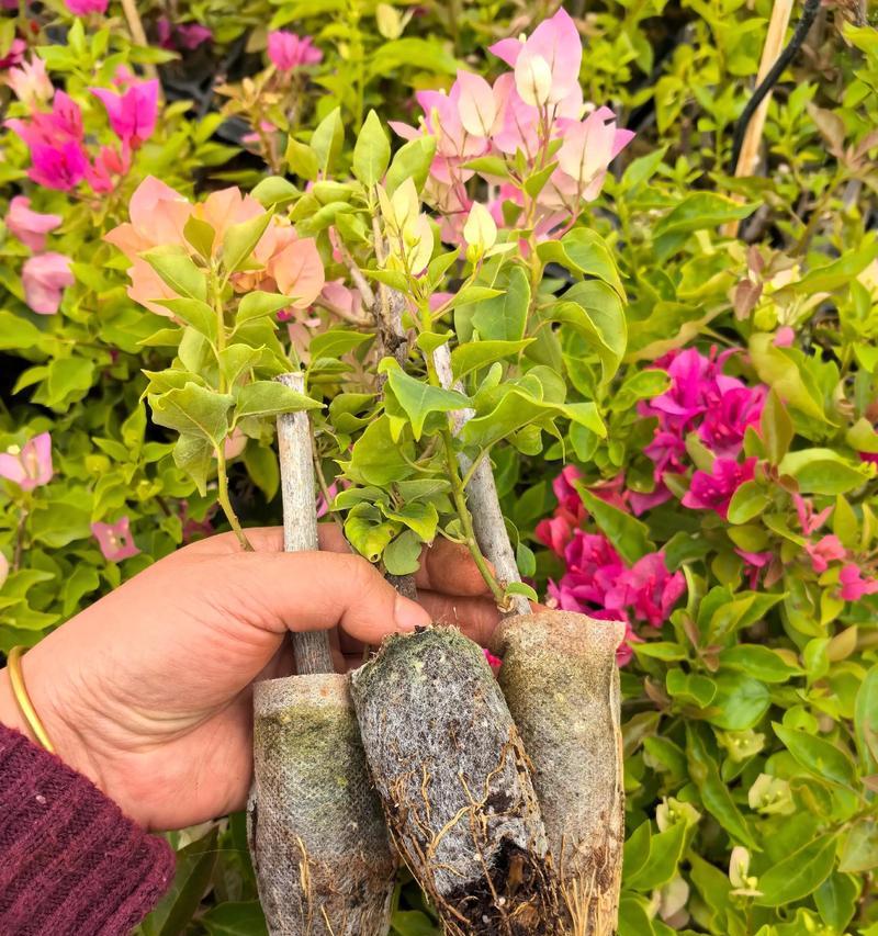 三角梅小苗的养护方法是什么？